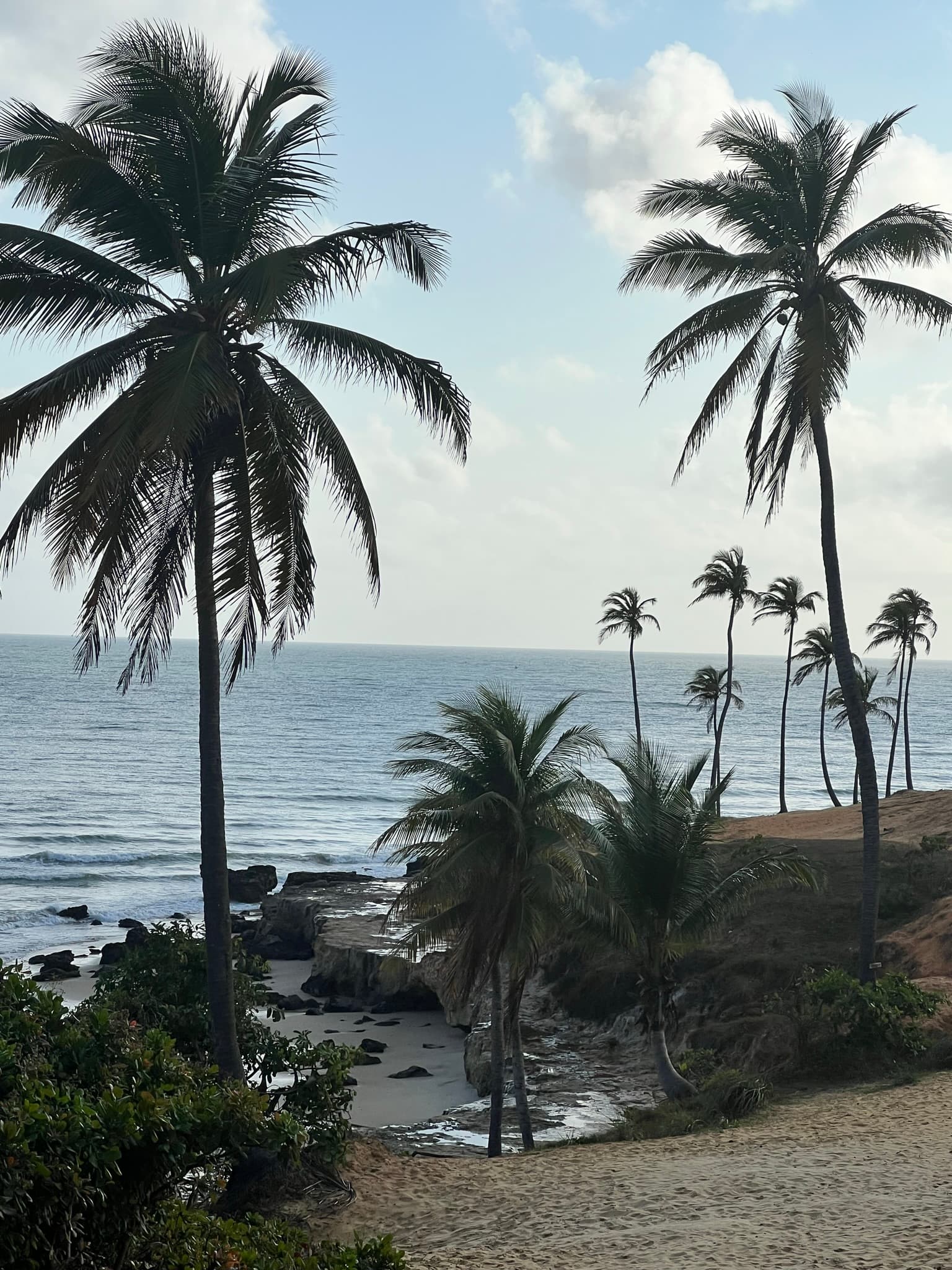 Coconut palms